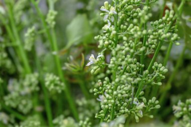 beyaz çiçekler ve yapraklar