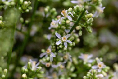 Bahçede beyaz çiçekler