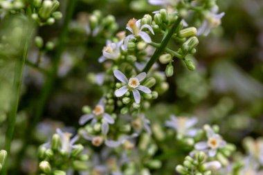 Bahçedeki güzel çiçekler