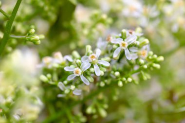 Bahçedeki güzel çiçekler