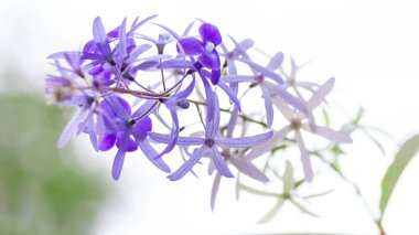 Güzel botanik fotoğrafı, doğal duvar kağıdı.