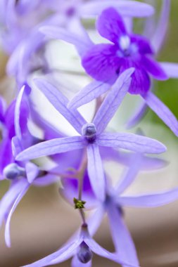 Kapalı - güzel çiçekler, doğa konsepti