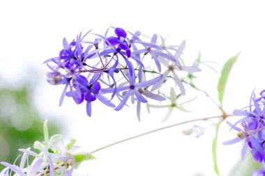 Beyaz arkaplanda mavi çiçek