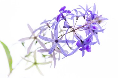 beyaz arkaplanda izole edilmiş mor çiçekler.