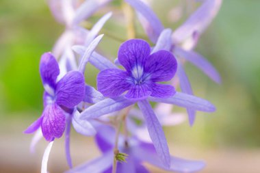 Kapalı - bahçedeki mor çiçek