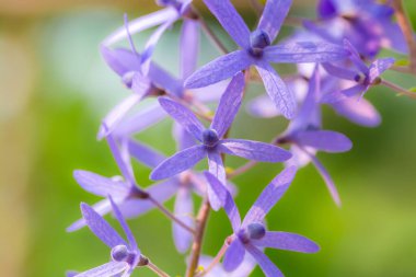 Bahçedeki güzel mor çiçeğe yaklaş.