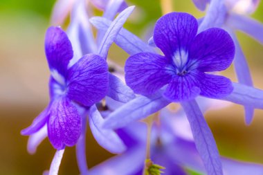 Bahçede güzel bahar çiçekleri