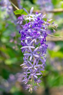 Yazın bahçedeki güzel leylak çiçekleri