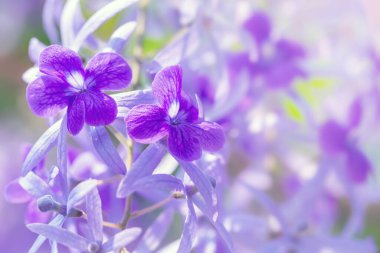 Güzel menekşe çiçekleri kapatın