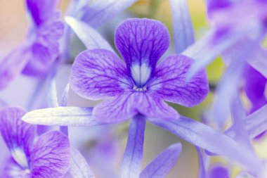 Bahçedeki güzel mor çiçek