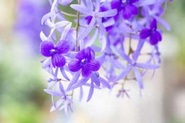 Renkli çiçeklerin arkaplan resmi