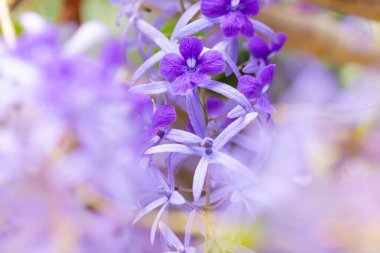 Güzel çiçeklere yakın, doğa konsepti.