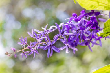 Bahçedeki güzel leylak çiçekleri