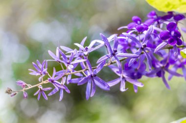 Bahçedeki güzel mor çiçekler