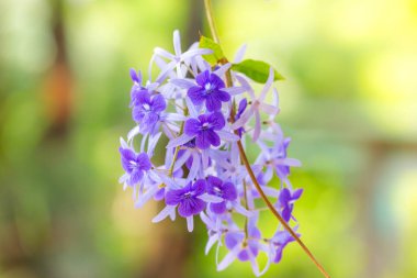 Bahçedeki güzel mor çiçekler