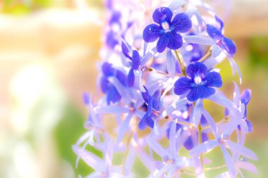 Mavi gökyüzünün arka planında güzel mavi çiçekler.