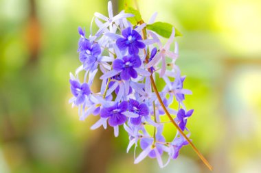 Beyaz arka planda güzel çiçekler