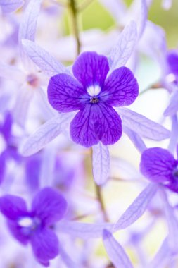 Bahçedeki güzel mor çiçekler