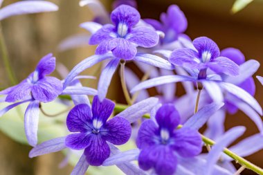 Parktaki yeşil yaprakların üzerinde mor bahar çiçekleri