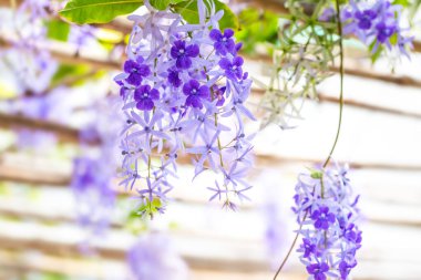 Güzel mor orkide çiçekleri