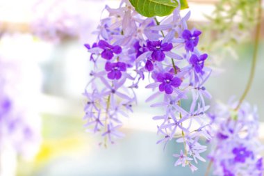 Bahçedeki güzel çiçekleri kapat.