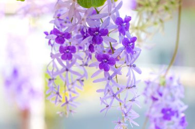 Bahçede yetişen güzel leylak çiçekleri