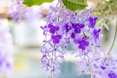 Bahçede mor çiçekler