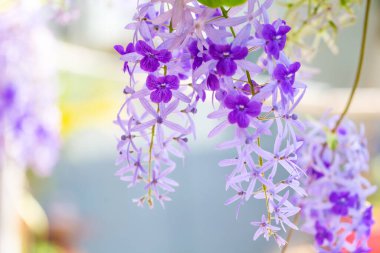 Bahçede mor çiçekler