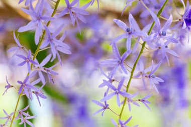 Renkli çiçeklerin arkaplan resmi, arka plan doğası