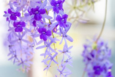 Bahçedeki güzel çiçekler