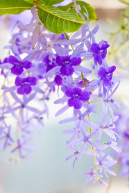 Bahçedeki güzel mor çiçekler.