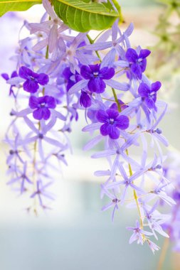 Güzel mor orkide çiçekleri