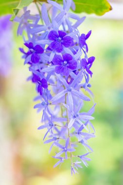 Bahçedeki güzel mor çiçekler