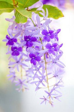 Bulanık arkaplanda güzel mor çiçekler, yakın plan.