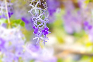 Bahçedeki güzel mor çiçekler