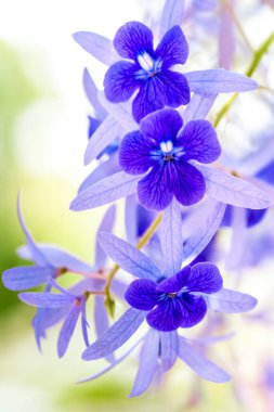 Bahçedeki güzel çiçekler