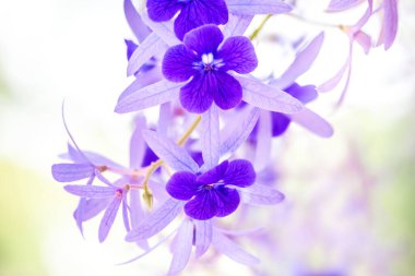 Mavi çiçekler kapanıyor.