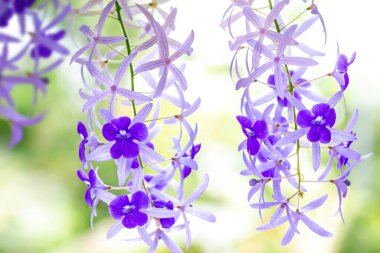 bahçede mavi çiçekler