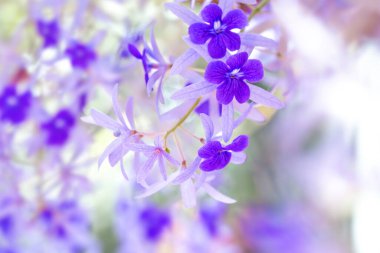 Baharda güzel mor çiçekler.