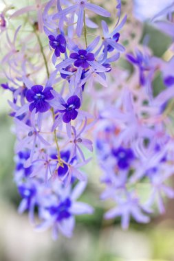 Bahçedeki güzel çiçekler