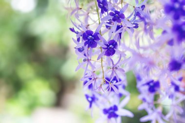 mor sümbül çiçekleri, bahar çiçekleri