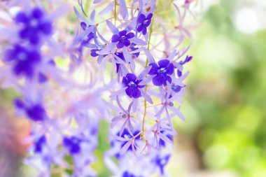 Bahçedeki güzel mor çiçekler