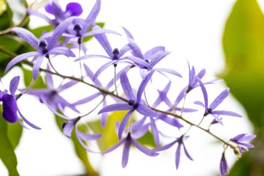 Çiçek açan orkidenin kapağını kapat