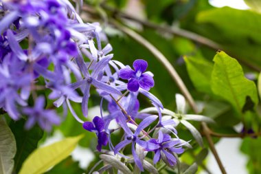 Bahçedeki güzel mor orkide çiçeği