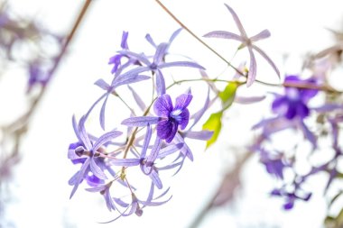 Ormanın arka planında mavi çiçekler.