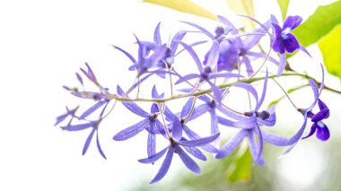 Bahçedeki mavi çiçek beyaz arka planda