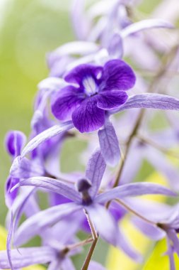 Mor çiçekleri kapatın.