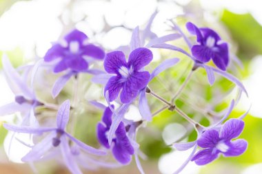 Bahçedeki güzel mor çiçek