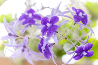 Bahçedeki bir klematisin mor çiçekleri.