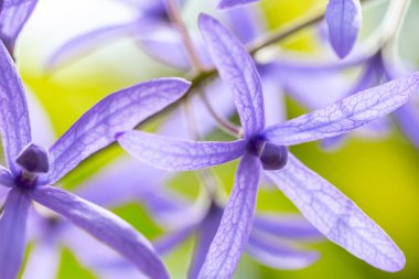 Mor sümbülün mavi çiçeği. Yaklaş.